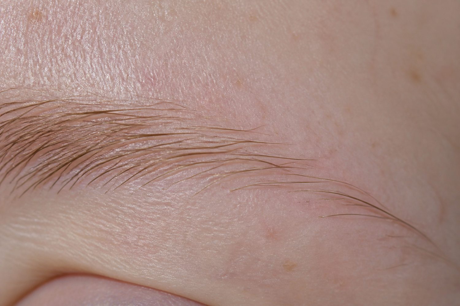 Macro of a sparse brow tail